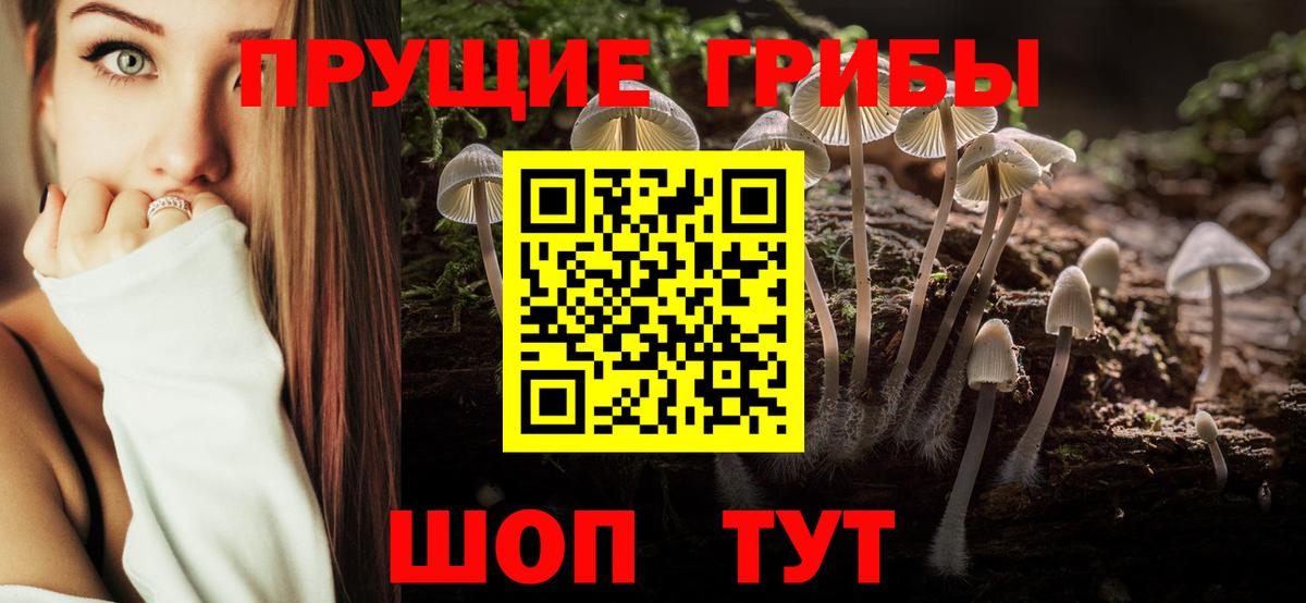 Псилоцибиновые грибы Cubensis Родники